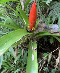 Guzmania berteroniana