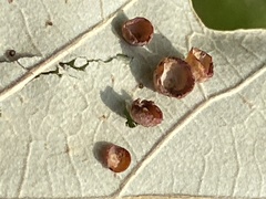 Phylloteras volutellae