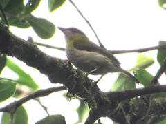 Cyclarhis nigrirostris