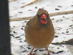 Cardinalis cardinalis