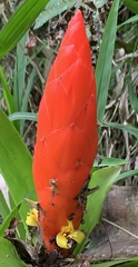 Guzmania berteroniana