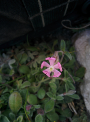 Silene sericea