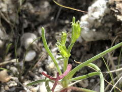 Chorizanthe