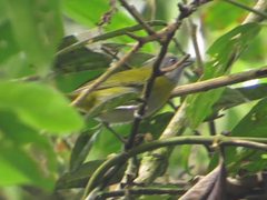 Chlorospingus canigularis