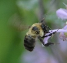 Bombus bimaculatus