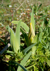 Iris suaveolens
