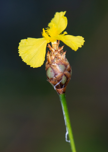 Kral's yelloweyed grass (Xyris longisepala)