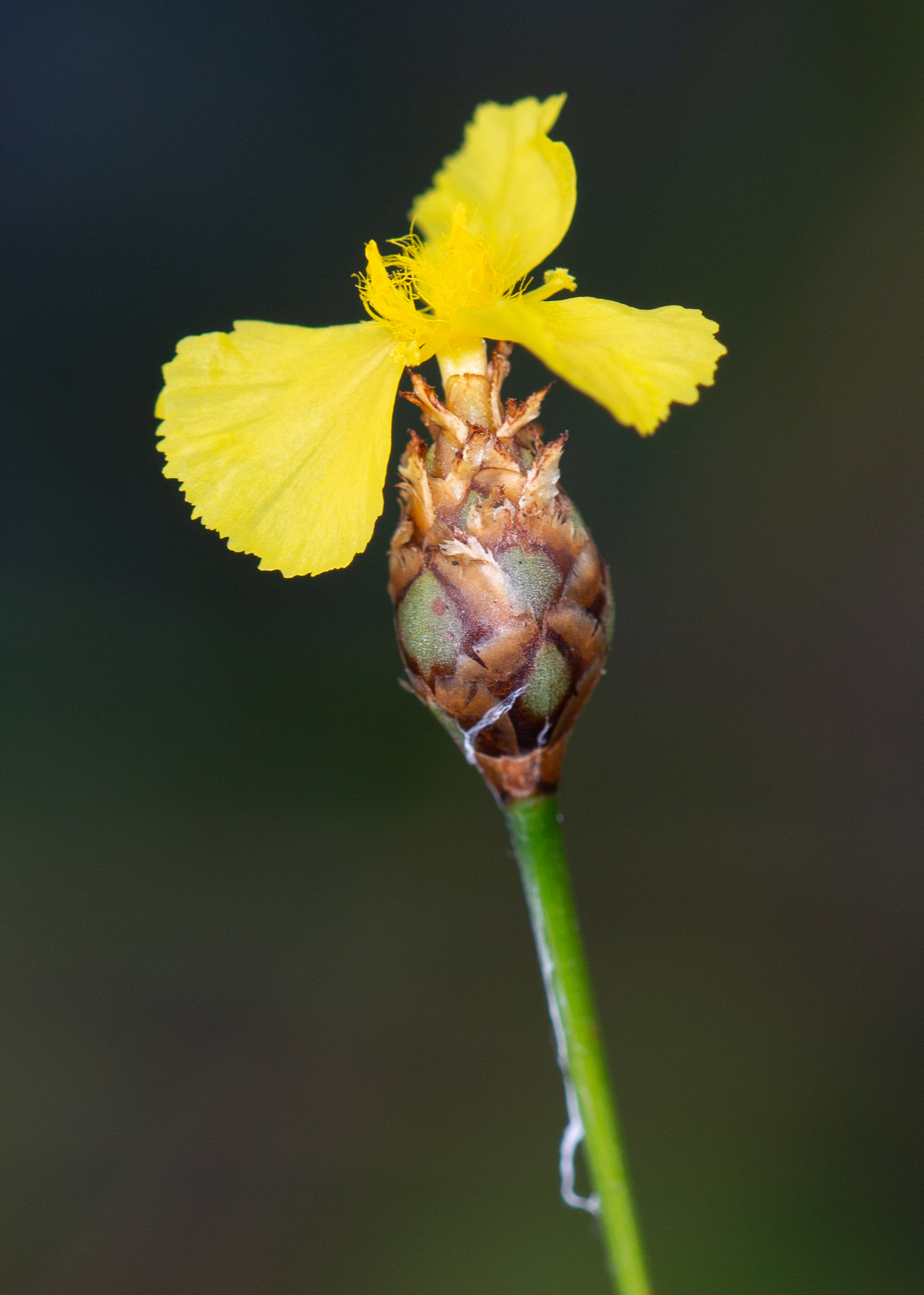 Xyris longisepala