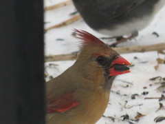 Cardinalis cardinalis