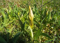Iris suaveolens