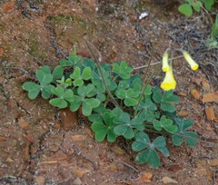 Oxalis compressa compressa
