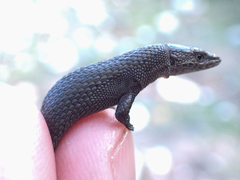 Algyroides fitzingeri