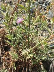 Centaurea aplolepa