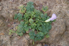 Oxalis zeekoevleyensis