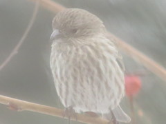 Haemorhous mexicanus