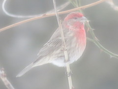 Haemorhous mexicanus