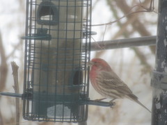 Haemorhous mexicanus