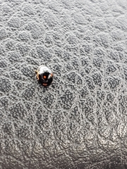 Hyperaspis lateralis