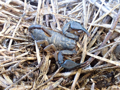 Euscorpius flavicaudis