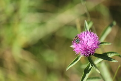 Megasyrphus laxus image