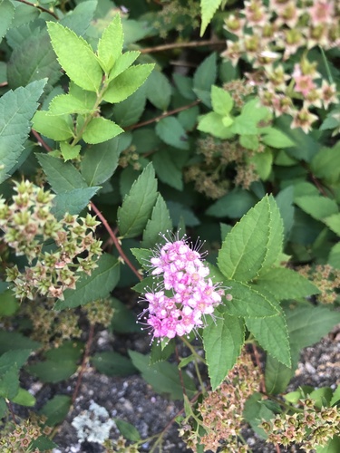 Japanese Spirea