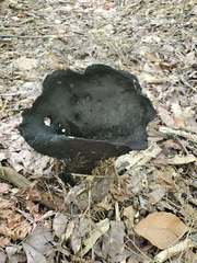 Craterellus cornucopioides