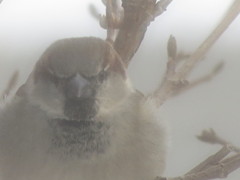 Passer domesticus