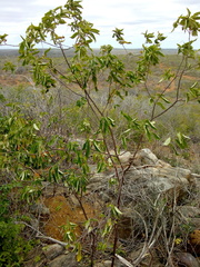 Croton blanchetianus
