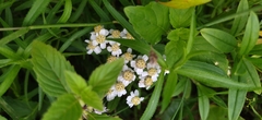Achillea salicifolia