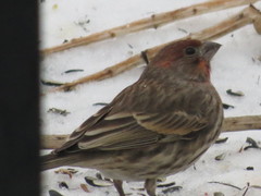 Haemorhous mexicanus