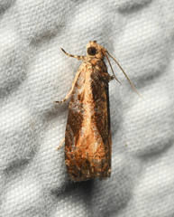 Olethreutes nigranum