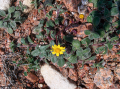 Senecio transiens