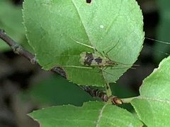 Erioptera venusta