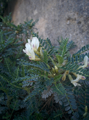 Astragalus terraccianoi
