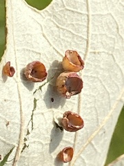 Phylloteras volutellae