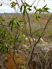 Croton blanchetianus