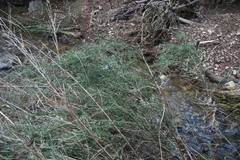 Cliffortia strobilifera