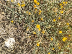 Centaurea solstitialis