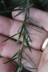 Cliffortia strobilifera