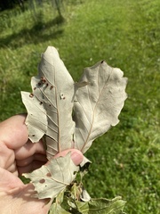 Phylloteras volutellae