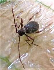 Ptininae