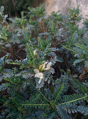 Astragalus terraccianoi