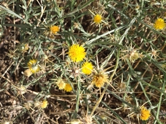 Centaurea solstitialis