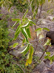 Croton blanchetianus