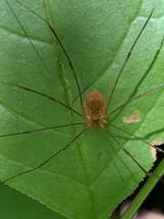 Leiobunum politum