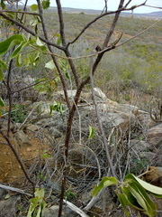 Croton blanchetianus