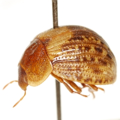 Sperchopsis tessellata