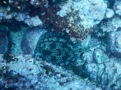 Urobatis tumbesensis