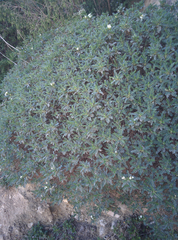 Astragalus terraccianoi