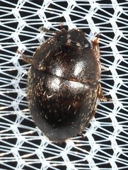Amphicrossus ciliatus